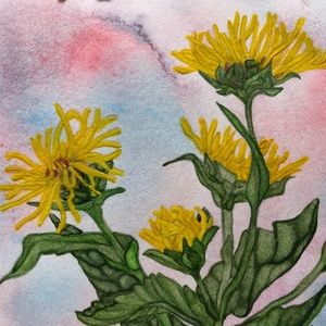 “Elecampane” Watercolor Notecard